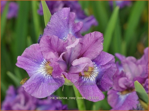 Iris sibirica 'Rosy Bows' | Siberische iris, Lis, Iris