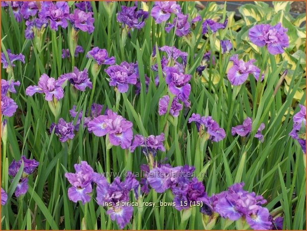Iris sibirica 'Rosy Bows' | Siberische iris, Lis, Iris