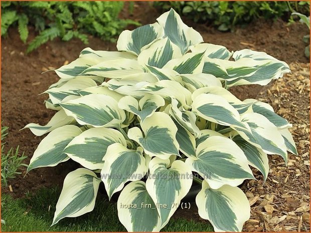 Hosta 'Firn Line' | Hartlelie, Funkia