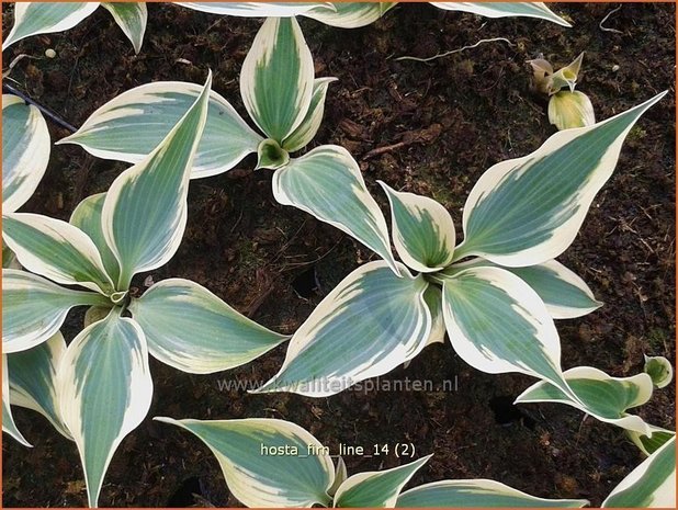 Hosta 'Firn Line' | Hartlelie, Funkia