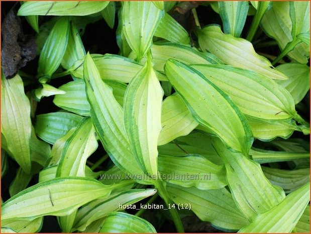 Hosta &#39;Kabitan&#39; | Hosta, Hartlelie, Funkia | Funkie