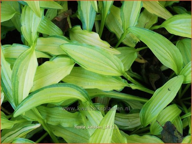 Hosta &#39;Kabitan&#39; | Hosta, Hartlelie, Funkia | Funkie