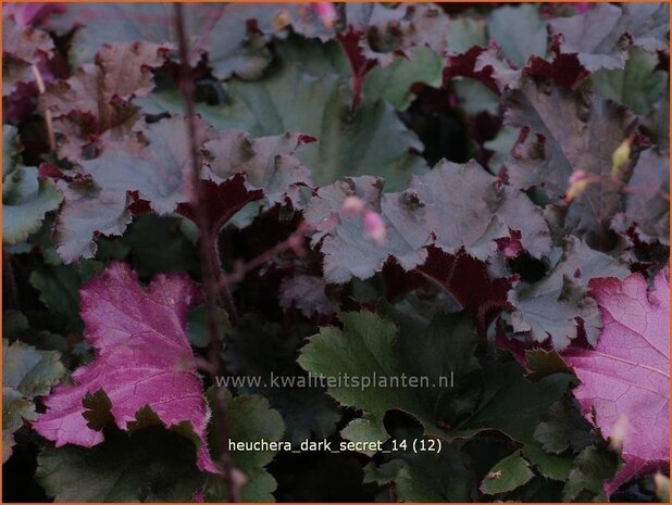 Heuchera 'Dark Secret' | Purperklokje