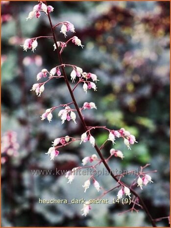 Heuchera 'Dark Secret' | Purperklokje