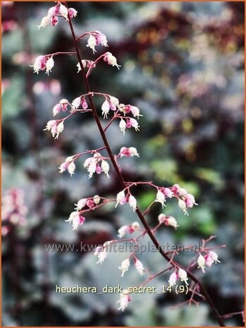 Heuchera 'Dark Secret' | Purperklokje