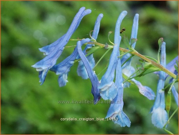 Corydalis &#39;Craigton Blue&#39; | Helmbloem | Lerchensporn