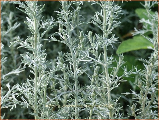 Artemisia arborescens 'Little Mice' | Alsem, Bijvoet, Edelruit