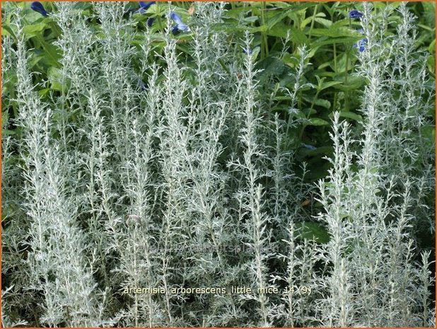 Artemisia arborescens 'Little Mice' | Alsem, Bijvoet, Edelruit