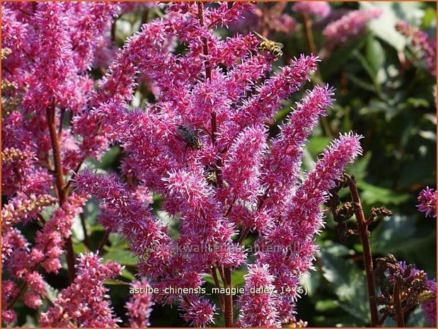 Astilbe chinensis 'Maggie Daley' | Spirea