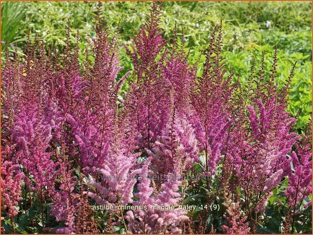 Astilbe chinensis 'Maggie Daley' | Spirea