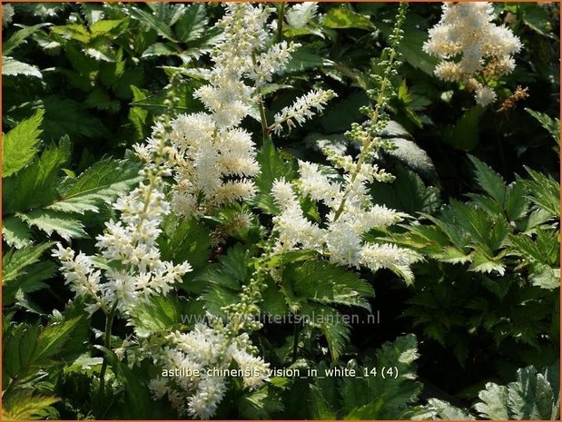 Astilbe chinensis &#39;Vision in White&#39; | Pluimspirea, Spirea | Chinesische Prachtspiere