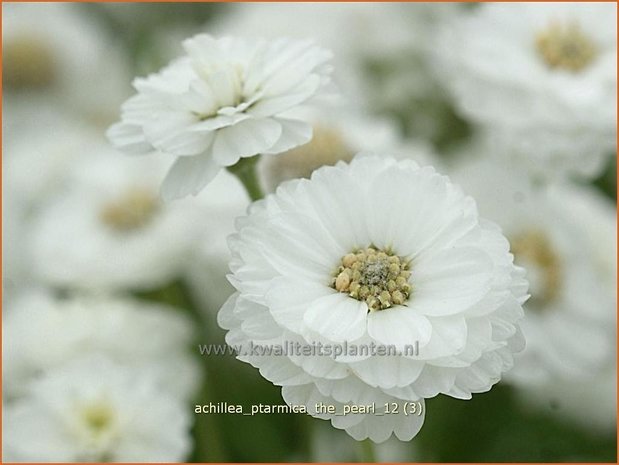 Achillea ptarmica 'The Pearl' | Duizendblad