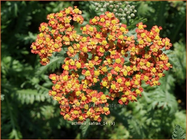 Achillea 'Safran' | Duizendblad