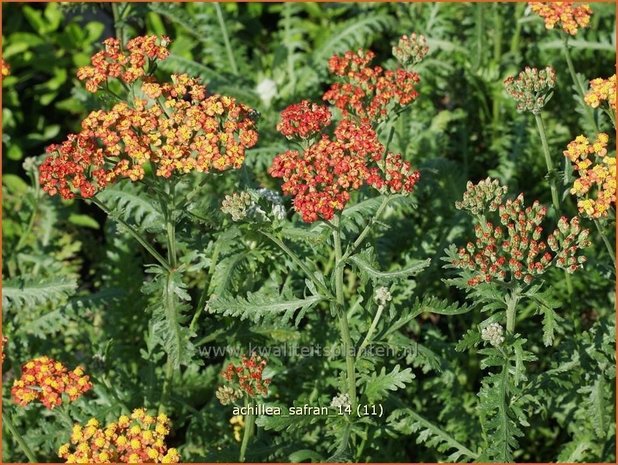 Achillea 'Safran' | Duizendblad