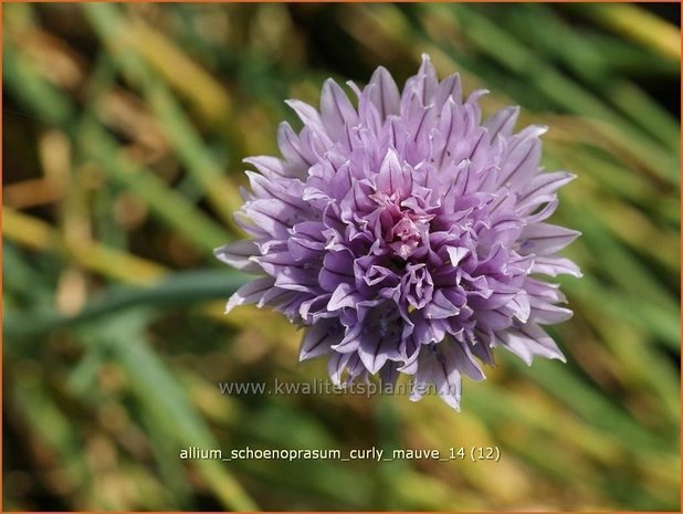 Allium schoenoprasum 'Curly Mauve' | Bieslook, Look | Schnittlauch