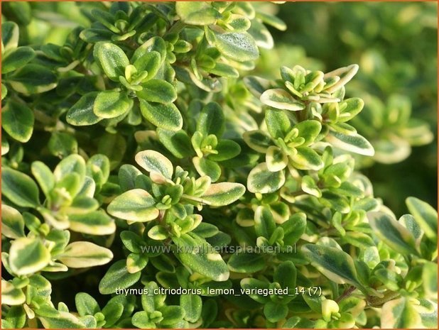 Thymus citriodorus 'Lemon Variegated' | Citroentijm, Tijm