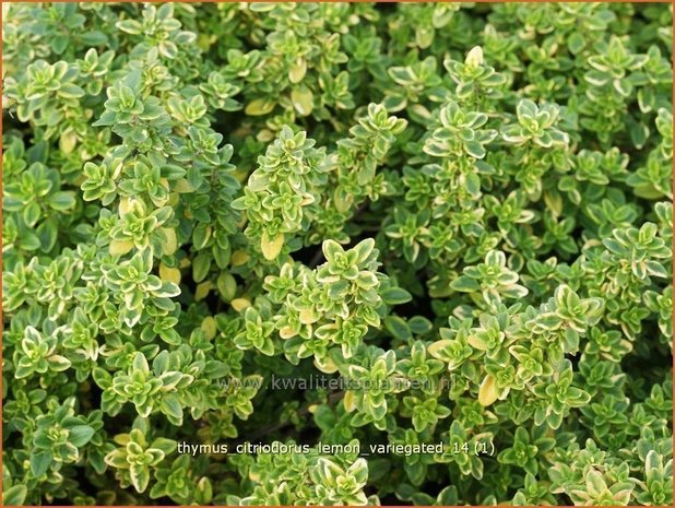 Thymus citriodorus 'Lemon Variegated' | Citroentijm, Tijm