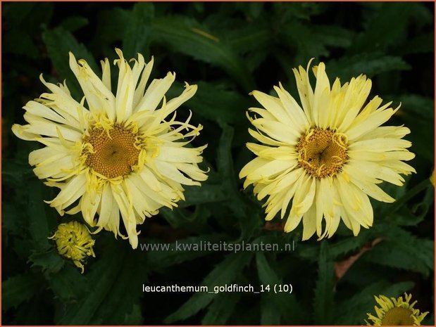 Leucanthemum 'Goldfinch' | Margriet