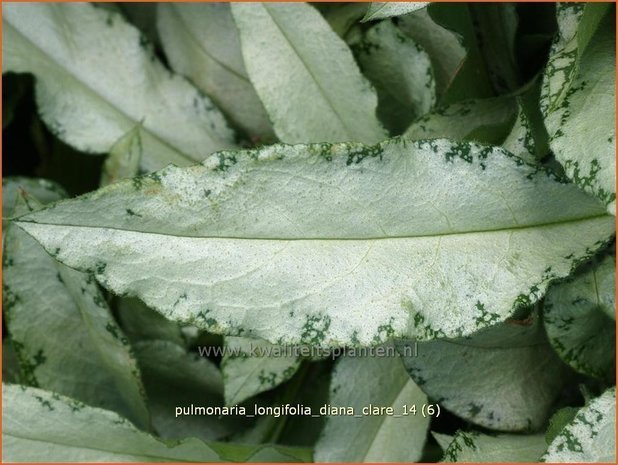 Pulmonaria longifolia 'Diana Clare' | Longkruid