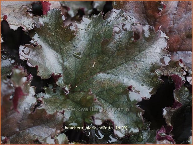 Heuchera 'Black Taffetta' | Purperklokje