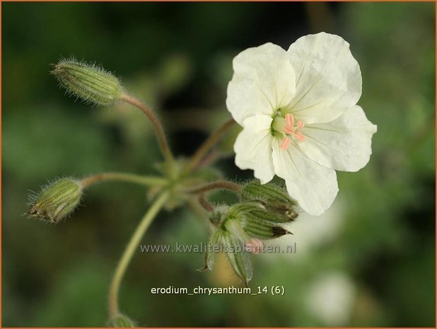 Erodium chrysanthum | Reigersbek