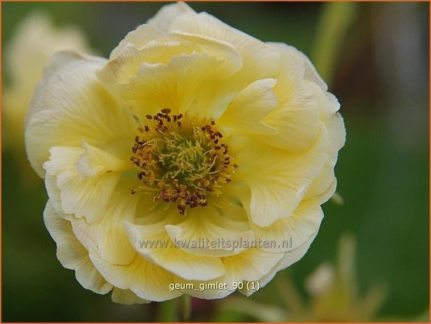 Geum 'Gimlet' | Nagelkruid