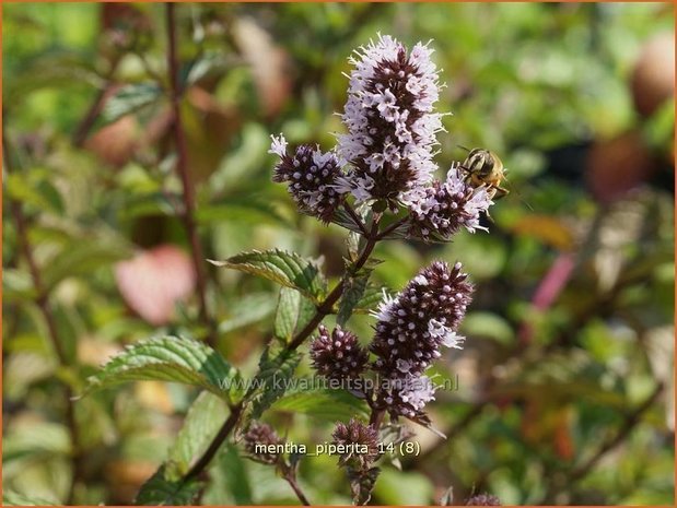 Mentha piperita | Bastaardmelisse, Pepermunt, Munt