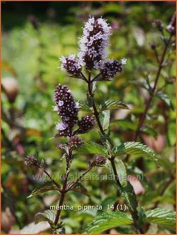 Mentha piperita | Bastaardmelisse, Pepermunt, Munt