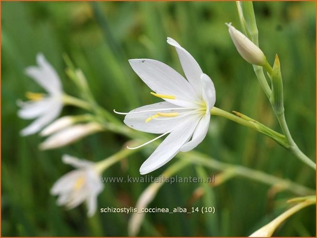Schizostylis coccinea 'Alba' | Moerasgladiool, Kafferlelie
