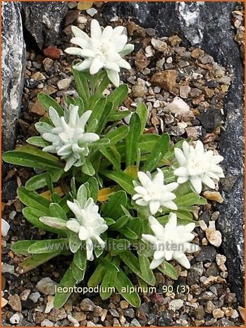 Leontopodium alpinum | Edelweiss