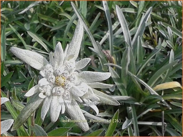 Leontopodium alpinum | Edelweiss