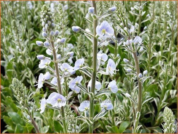 Veronica gentianoides 'Variegata' | Gentiaan-ereprijs, Ereprijs