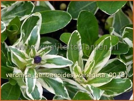 Veronica gentianoides 'Variegata' | Gentiaan-ereprijs, Ereprijs