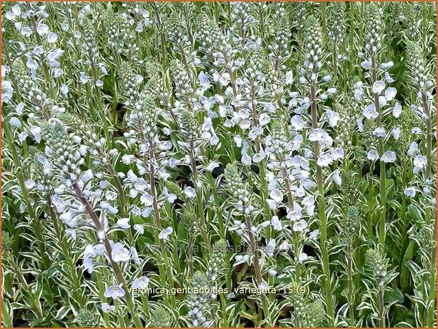 Veronica gentianoides 'Variegata' | Gentiaan-ereprijs, Ereprijs