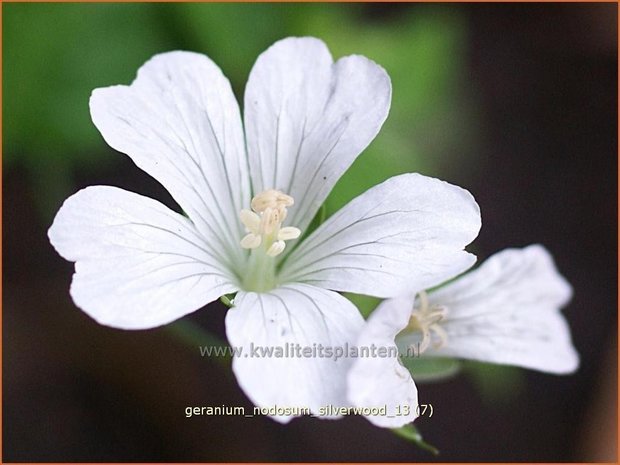 Geranium nodosum &#39;Silverwood&#39; | Knopige ooievaarsbek, Ooievaarsbek, Tuingeranium | Bergwald-Storchschnabel