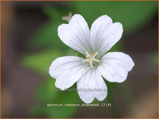 Geranium nodosum &#39;Silverwood&#39; | Knopige ooievaarsbek, Ooievaarsbek, Tuingeranium | Bergwald-Storchschnabel