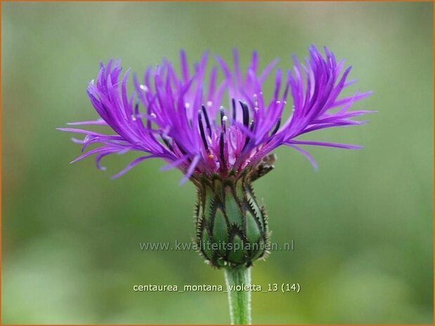 Centaurea montana 'Violetta' | Centaurie, Korenbloem
