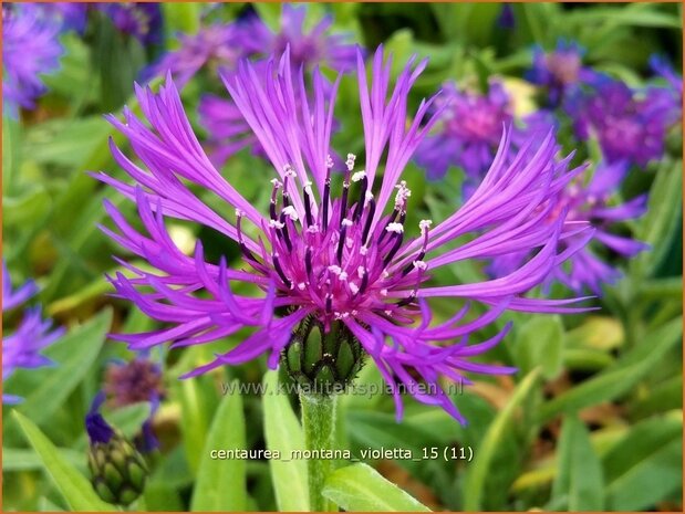 Centaurea montana 'Violetta' | Bergcentaurie, Korenbloem, Centaurie