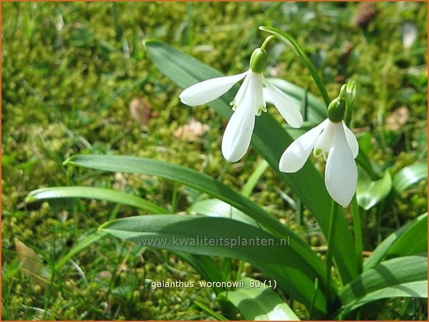 Galanthus woronowii | Glanzend sneeuwklokje