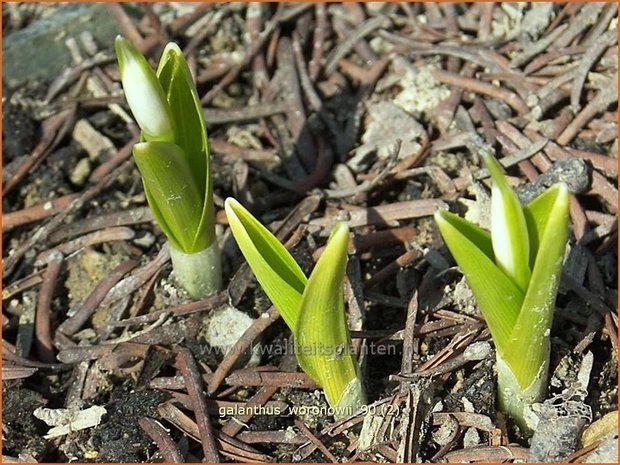 Galanthus woronowii | Glanzend sneeuwklokje