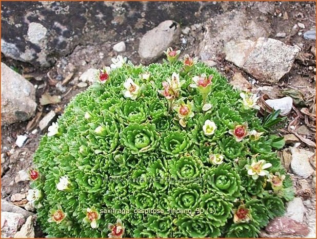 Saxifraga cespitosa 'Findling' | Steenbreek, Mossteenbreek