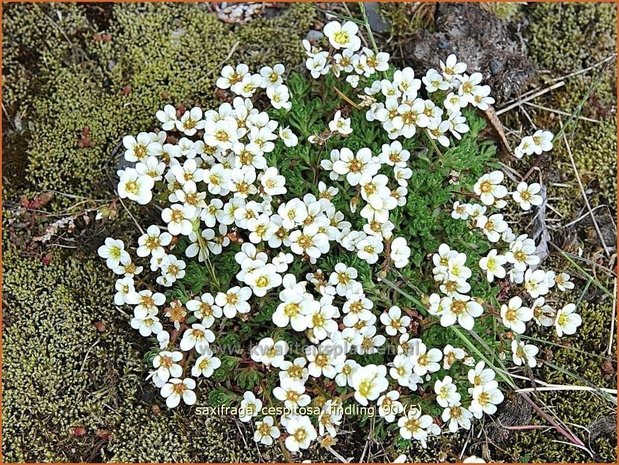 Saxifraga cespitosa 'Findling' | Steenbreek, Mossteenbreek