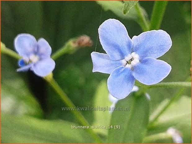 Brunnera sibirica | Siberisch vergeet-mij-nietje