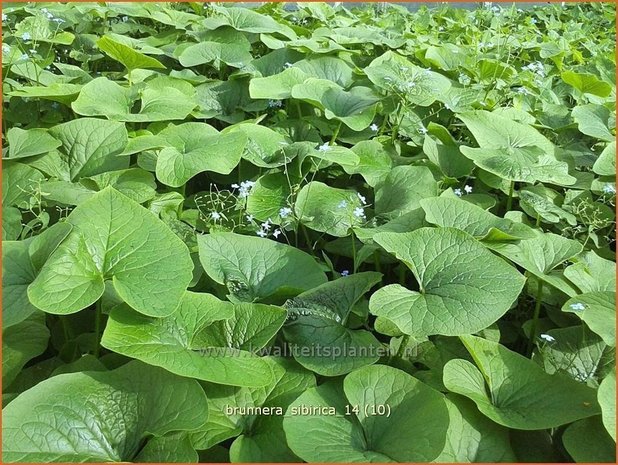 Brunnera sibirica | Siberisch vergeet-mij-nietje