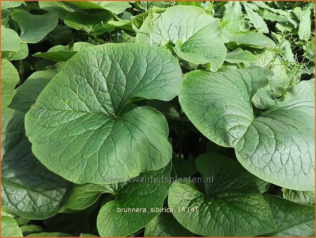 Brunnera sibirica | Siberisch vergeet-mij-nietje