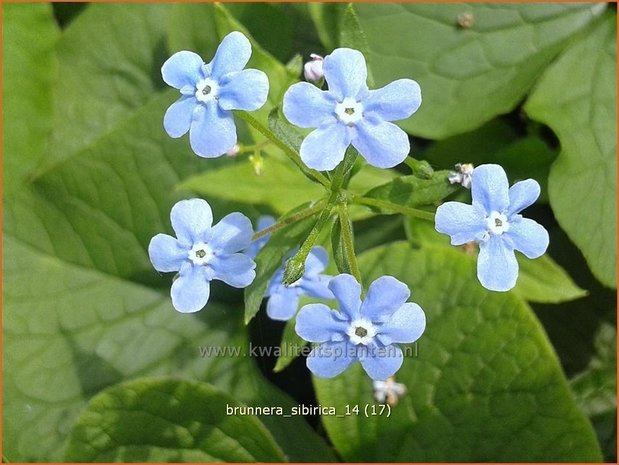 Brunnera sibirica | Siberisch vergeet-mij-nietje