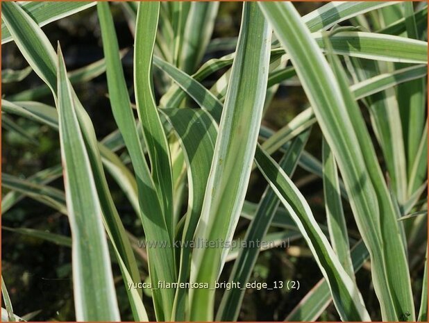 Yucca filamentosa 'Bright Edge' | Palmlelie