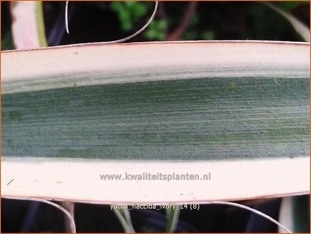 Yucca flaccida 'Ivory' | Palmlelie | Schlaffe Palmlilie