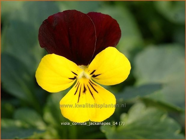 Viola cornuta 'Jackanapes' | Hoornviooltje