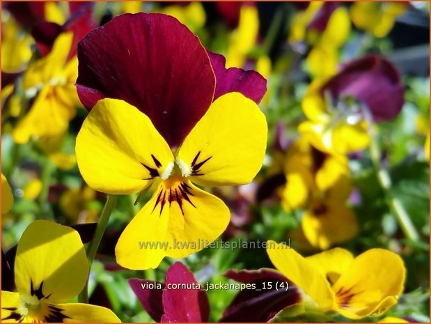 Viola cornuta 'Jackanapes' | Hoornviooltje, Viooltje